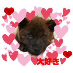 [LINEスタンプ] おすまし顔の甲斐犬達 ベビー編