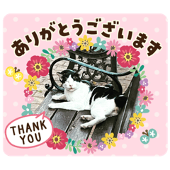 [LINEスタンプ] ねこズスタンプふたたび。