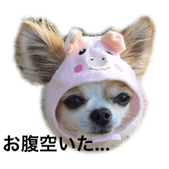 [LINEスタンプ] チワワのイト