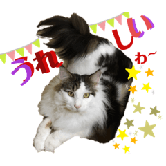[LINEスタンプ] メインクーンのうなずき①(デカ文字)