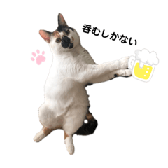 [LINEスタンプ] 三毛猫はなちゃん
