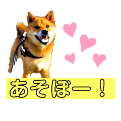 [LINEスタンプ] こげまるスタンプ②
