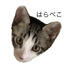 [LINEスタンプ] らいの毎日スタンプ