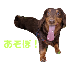 [LINEスタンプ] 犬と飼い主1