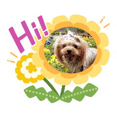 [LINEスタンプ] たれ耳ヨーキーの毎日*
