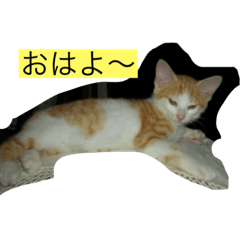 [LINEスタンプ] チャコちゃんです。