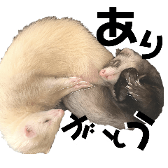 [LINEスタンプ] ずんきなのフェレットスタンプ