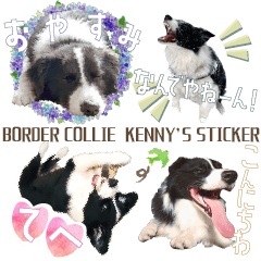 [LINEスタンプ] BORDER COLLIE KENNY スタンプ