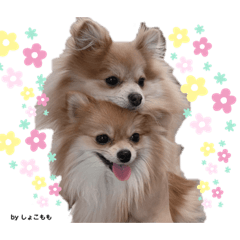 [LINEスタンプ] その名はショコラ③