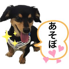 [LINEスタンプ] うちのチワックス☆名前はメロ君です☆