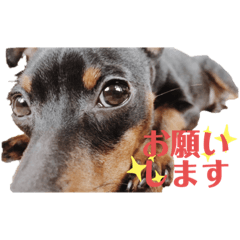 [LINEスタンプ] ミニチュアピンシャーのろいちゃん