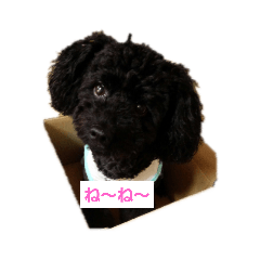 [LINEスタンプ] トイプーがっくん1