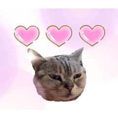 [LINEスタンプ] 毎日ランコ2