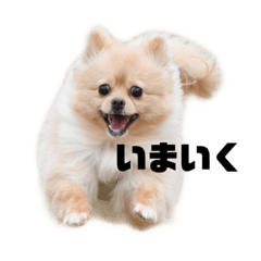 [LINEスタンプ] すすぎどうぶつえん2