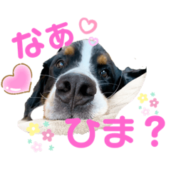 [LINEスタンプ] バニのつぶやき