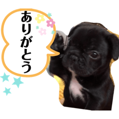 [LINEスタンプ] フレンチブルドックムウと愉快な仲間達