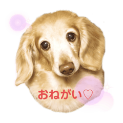 [LINEスタンプ] アロマのかわゆすたんぷ