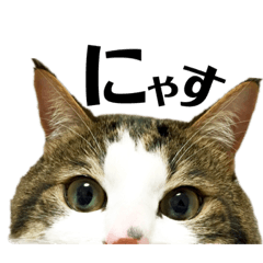 [LINEスタンプ] 猫ず スタンプ