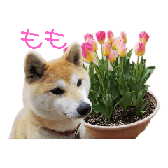 [LINEスタンプ] 柴犬もも part3