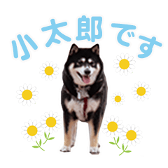 [LINEスタンプ] 横内小太郎