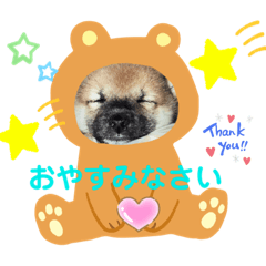 [LINEスタンプ] わんにゃん仲良し日常スタンプ