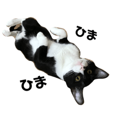 [LINEスタンプ] ガラスタ