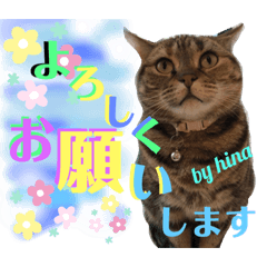 [LINEスタンプ] 優しい猫 ひな の1日