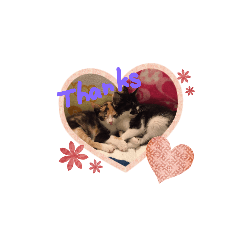 [LINEスタンプ] 我が家の猫クー＆ビビ