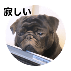 [LINEスタンプ] パグの黒霧島