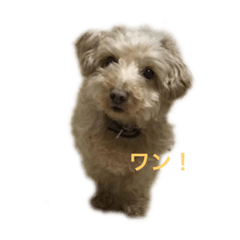 [LINEスタンプ] バズ＆マッシュ2