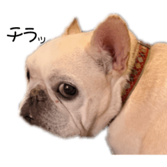 [LINEスタンプ] アルのいる日々〜2