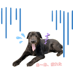 [LINEスタンプ] かわいいかわいいいっぬたち