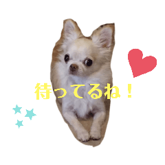 [LINEスタンプ] わんちゃんベリーちゃん
