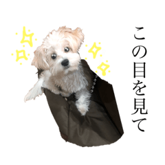 [LINEスタンプ] ちろるアドバンス
