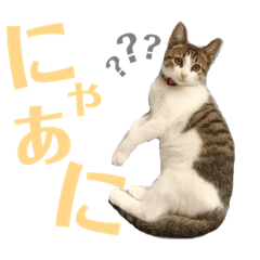 [LINEスタンプ] わーちゃん's★stamp