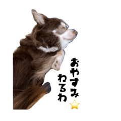 [LINEスタンプ] ちわわのこっちゃん
