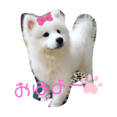 [LINEスタンプ] ZARAスタンプ