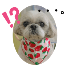 [LINEスタンプ] みことわんこ⑦
