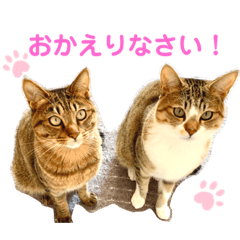 [LINEスタンプ] ししちゃちゃねこスタンプ
