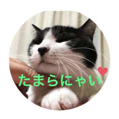 [LINEスタンプ] 愛しのクロちゃん♡