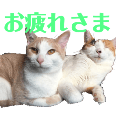 [LINEスタンプ] 平野家のねこスタンプ