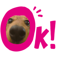 [LINEスタンプ] 我が家の愛犬。ダックスフンドとチワワ