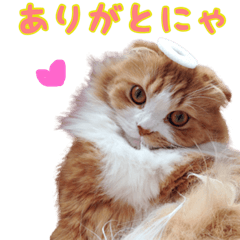 [LINEスタンプ] ねことクォッカ♡あいさつことばの画像（メイン）