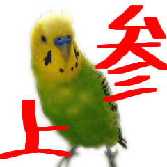 [LINEスタンプ] 私のセキセイインコの日常