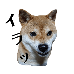 [LINEスタンプ] 柴犬 むぎ 2