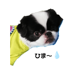 [LINEスタンプ] 狆の日常に使えるスタンプ