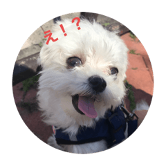 [LINEスタンプ] 虎太郎のかわいいスタンプ