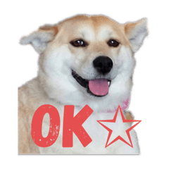 [LINEスタンプ] くぅちゃんスタンプ第1弾