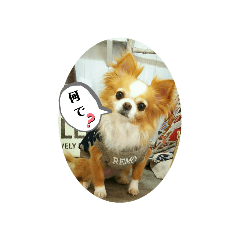 [LINEスタンプ] 可愛いペットちゃんのスタンプです☆
