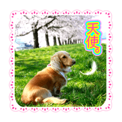 [LINEスタンプ] セスのバンダナコレクション